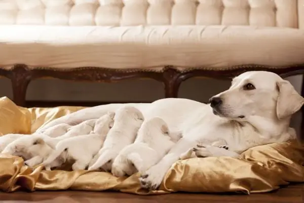 Chó Mẹ Bị Sốt Sữa: Nguyên Nhân, Biểu Hiện Và Cách Xử Lý Kịp Thời