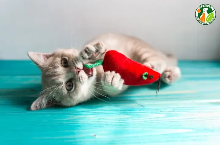 Cho Mèo Dùng Đồ Chơi Gặm Cắn Cho Mèo Dùng Đồ Chơi Gặm Cắn