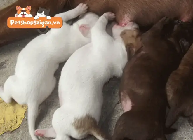 Chó Mẹ Căng Sữa Phải Làm Sao: Hướng Dẫn Chăm Sóc An Toàn Và Hiệu Quả