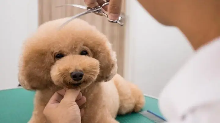 2hướng Dẫn Chăm Sóc Chó Mẹ Sau Sinh