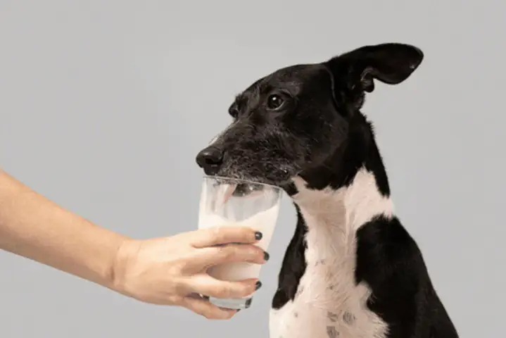 Cho Chó Mẹ Uống Sữa Ông Thọ Được Không?