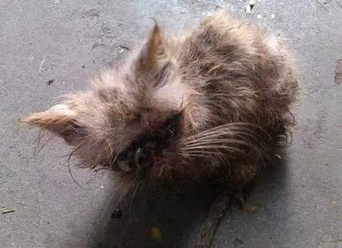 Chó Mèo Bị Bỏ Rơi: Hiểu Rõ Vấn Đề, Hành Động Hiệu Quả