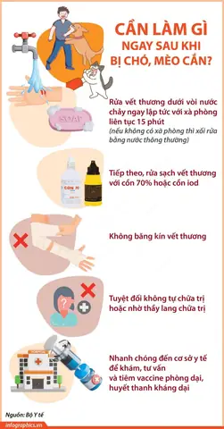 Chó Mèo Cắn Nên Làm Gì