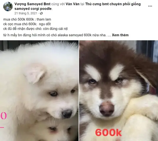 Azpet Canh Bao Lua Dao (4)