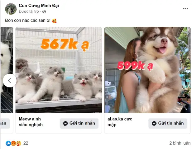 Azpet Canh Bao Lua Dao (1)