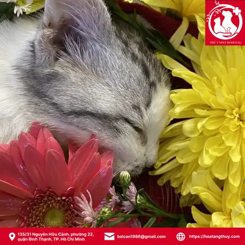 Chó Mèo Chết Chôn Ở Đâu