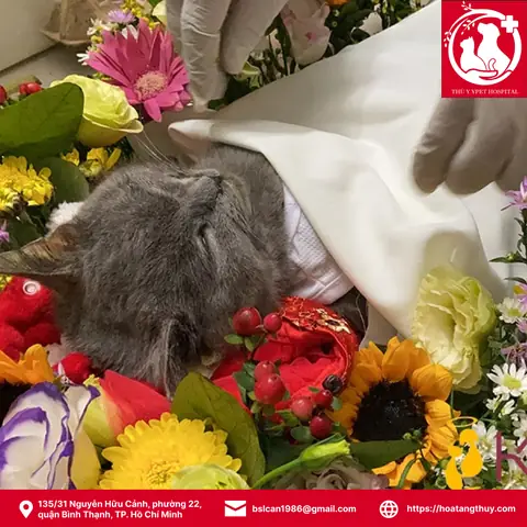 Chó Mèo Chết Chôn Ở Đâu