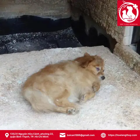 Chó Mèo Chết Chôn Ở Đâu