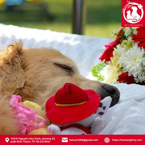 Chó Mèo Chết Chôn Ở Đâu