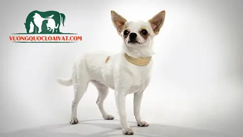Chó Chihuahua Và Những Thông Tin Cần Biết Chó Chihuahua Và Những Thông Tin Cần Biết