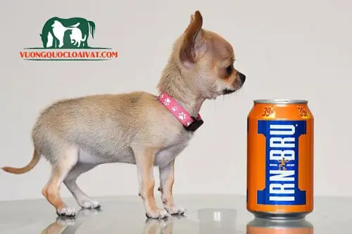 Chó Chihuahua Có Thông Minh Không? Chó Chihuahua Có Thông Minh Không?