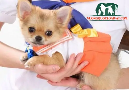 Chó Chihuahua Nhập Khẩu Trực Tiếp Từ Châu Âu Và Châu Mỹ Chó Chihuahua Nhập Khẩu Trực Tiếp Từ Châu Âu Và Châu Mỹ