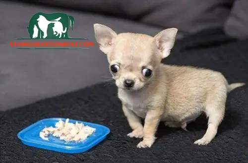 Chó Chihuahua Ăn Gì? Chó Chihuahua Ăn Gì?