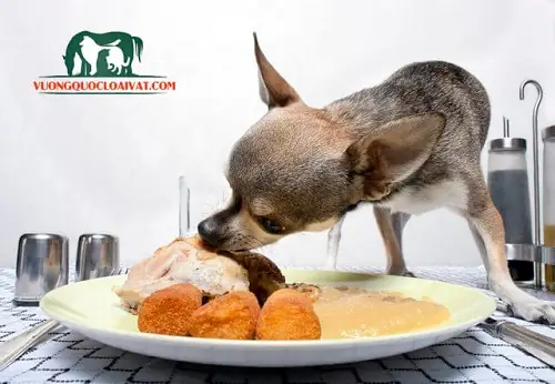 Chó Chihuahua Ăn Gì? Chó Chihuahua Ăn Gì?