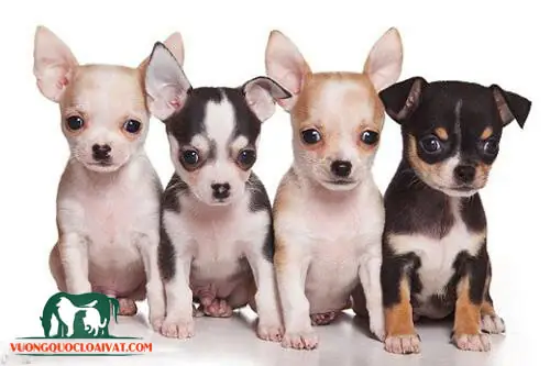 Dạy Chó Chihuahua Dạy Chó Chihuahua