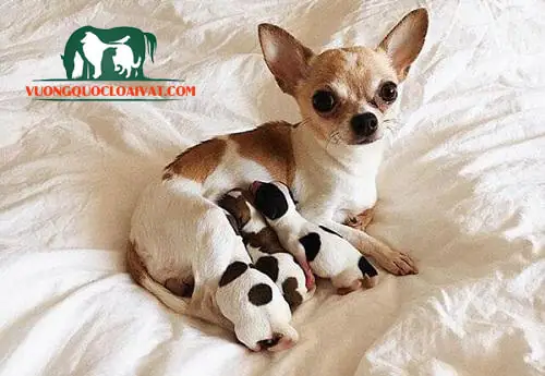 Chó Chihuahua Bao Nhiêu Tiền? Mua – Bán Chó Chihuahua Tại Đâu? Chó Chihuahua Bao Nhiêu Tiền? Mua – Bán Chó Chihuahua Tại Đâu?