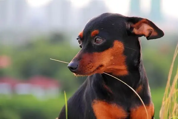Chăm Sóc Sức Khỏe Cho Minpin