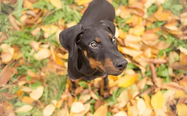 Bướng Bỉnh Và Ngang Ngạnh