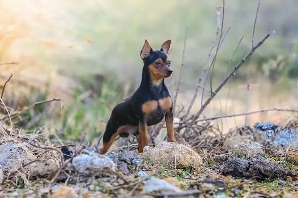 Chó Phốc Minpin Giá Bao Nhiêu Tiền?