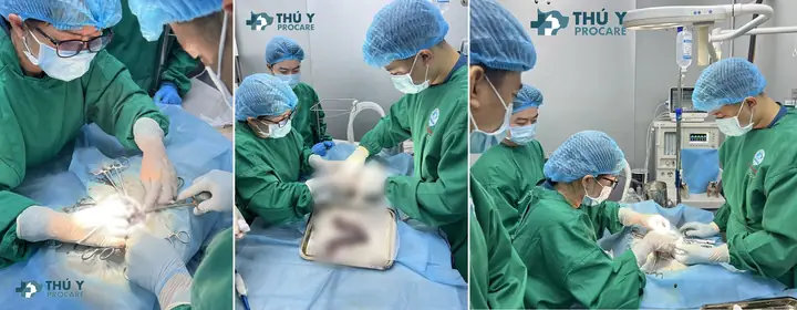 Phẫu Thuật Mổ Viêm Tử Cung Chó Mèo