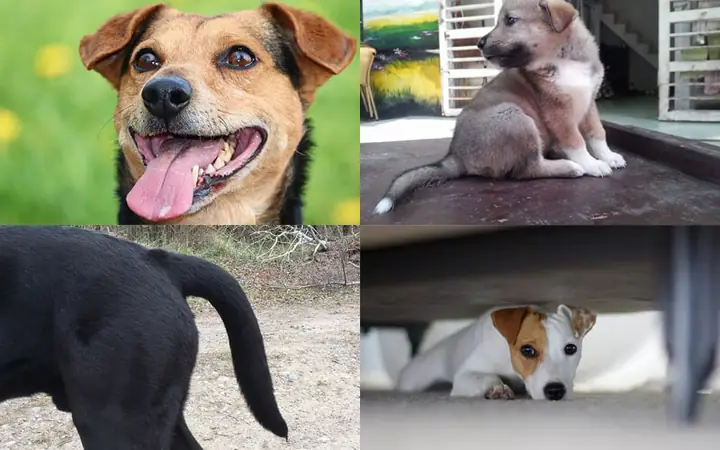 1một Số Tướng Chó Phản Chủ Theo Dân Gian 1một Số Tướng Chó Phản Chủ Theo Dân Gian