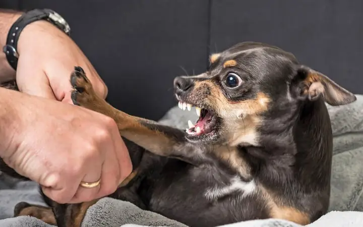 Chó Đang Giận Dữ, Buồn, Ghen Tị Chó Đang Giận Dữ, Buồn, Ghen Tị