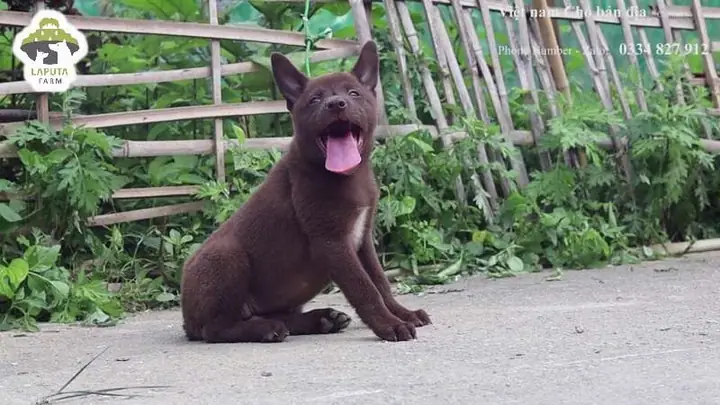 Chế Độ Dinh Dưỡng Của Chó H’mông Cộc