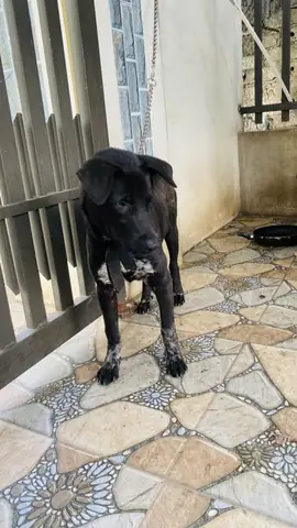 Chó Mông Cộc Hà Giang