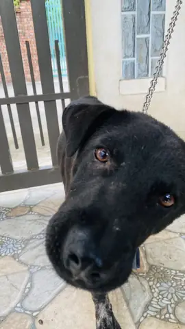 Chó Mông Cộc Hà Giang