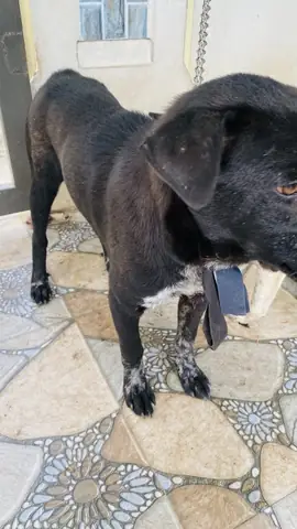 Chó Mông Cộc Hà Giang