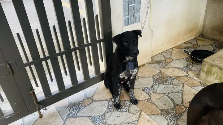 Chó Mông Cộc Hà Giang