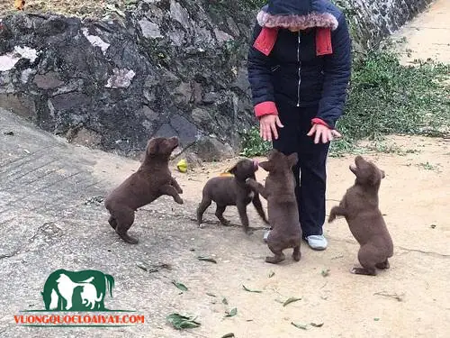 Chăm Sóc Sức Khỏe Cho Chó Mông Cộc