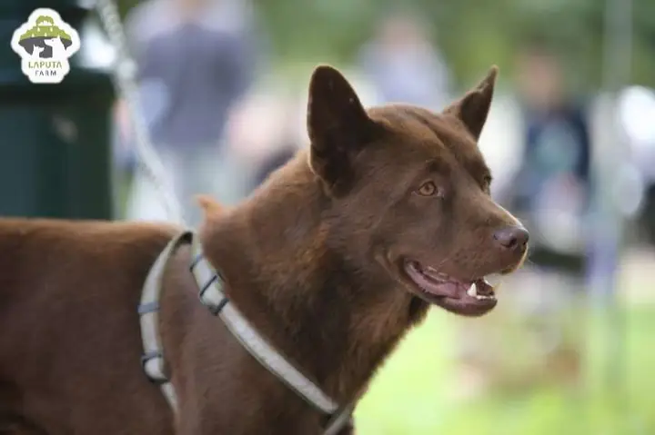 Chó Mông Cộc Trưởng Thành: Đặc Điểm, Chăm Sóc Và Bí Mật Tập Tính