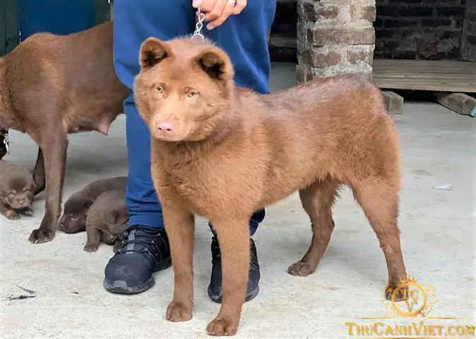 Chó Mông Cộc Trưởng Thành: Đặc Điểm, Chăm Sóc Và Bí Mật Tập Tính