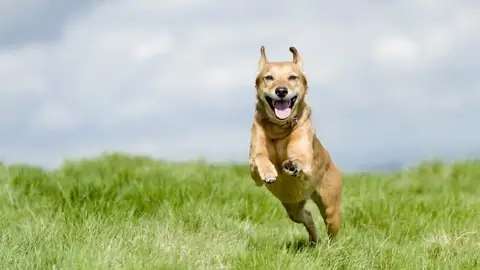 Nghiên Cứu Mới: Chó Có Thể Khóc Vì Vui Mừng Khi Chủ Về Nhà