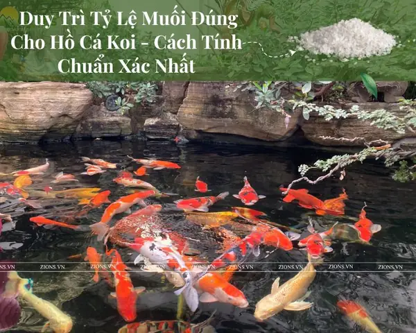 Duy Trì Tỷ Lệ Muối Đúng Cho Hồ Cá Koi - Cách Tính Chuẩn Xác Nhất Duy Trì Tỷ Lệ Muối Đúng Cho Hồ Cá Koi - Cách Tính Chuẩn Xác Nhất