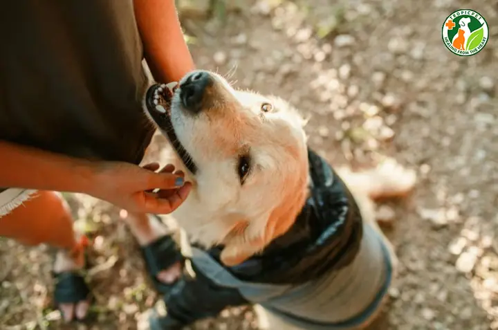 Lời Khuyên Dành Cho Sen Khi Chọn Nuôi Chó