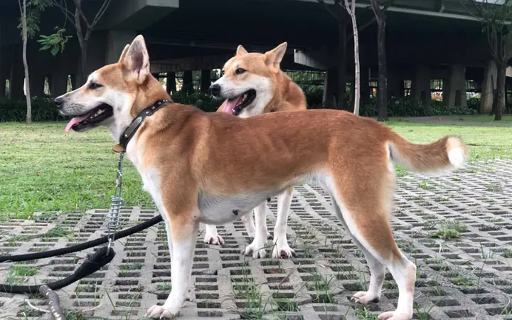 Không Nuôi Từ Nhỏ