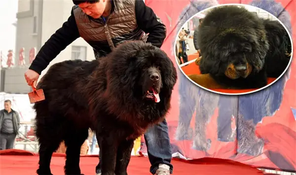 Được Mệnh Danh Là Thần Khuyển, Chú Cho Ngao Khổng Lồ Này Đã Khiến Không Ít Người Bị Ấn Tượng Mạnh Ngay Từ Lần Đầu Xuất Hiện.