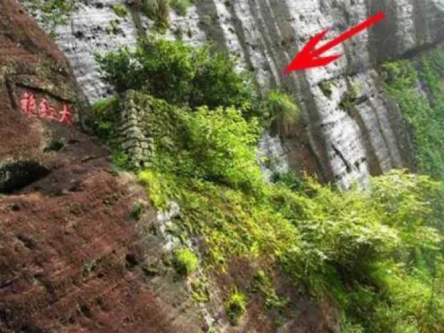 Loại Trà Đắt Nhất Thế Giới, Mỗi Kg Có Giá Tương Đương Một... Tòa Biệt Thự