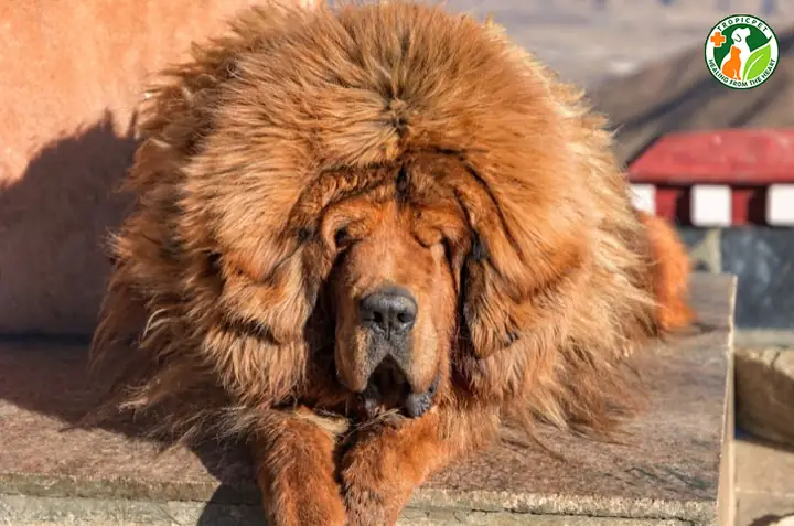 Một Số Vấn Đề Sức Khỏe Thường Gặp Ở Chó Ngao Tây Tạng