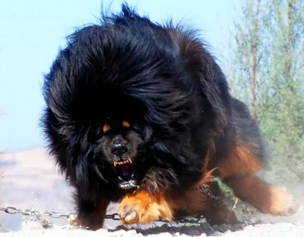 Ý Nghĩa Sâu Sắc Của Tên Gọi “tibetan Mastiff” Và “do Khyi”