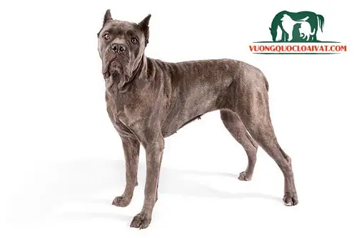 Đặc Điểm Về Ngoại Hình