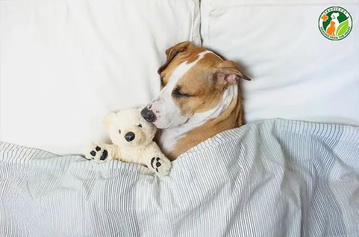 Chó Ngủ Bao Nhiêu Tiếng Mỗi Ngày?