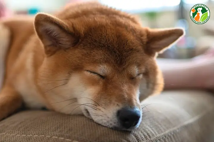 Tình Trạng Sức Khỏe