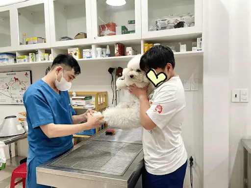 Phải Làm Gì Khi Chó Ngủ Nhiều Bất Thường?