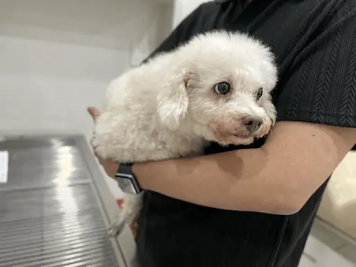 Khi Nào Thì Chó Ngủ Nhiều Là Dấu Hiệu Của Bệnh?