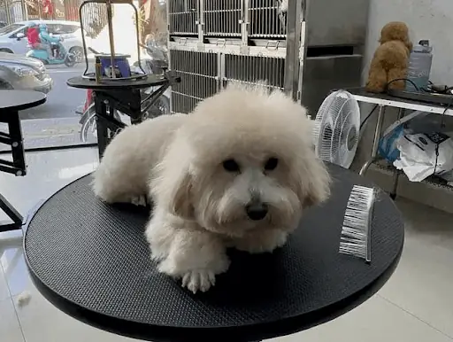 Thói Quen Ngủ Của Chó: Cần Hiểu Rõ Để Phân Biệt