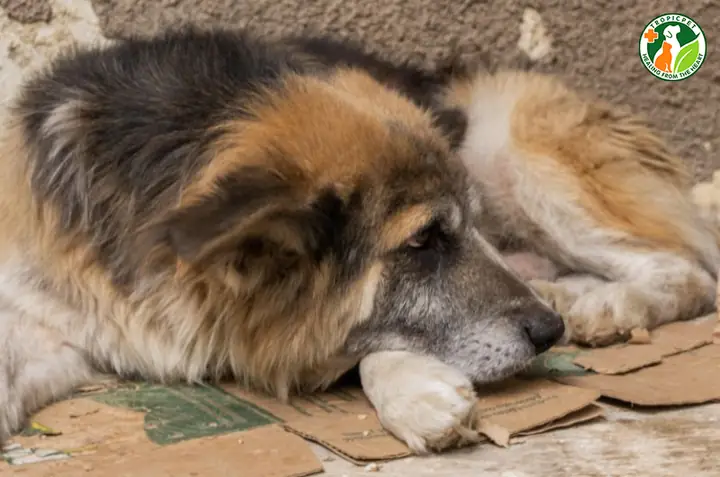 Do Chó Buồn Chán Hoặc Căng Thẳng Kéo Dài