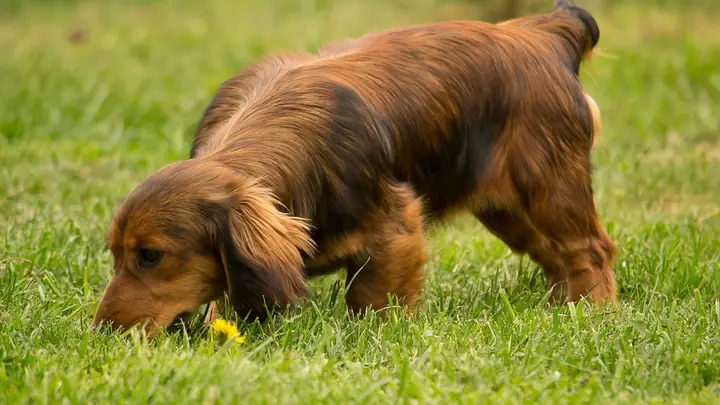 Chó Nhà Nuôi Có Thể Bị Dại Không? Chó Nhà Nuôi Có Thể Bị Dại Không?